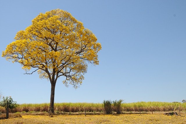 Muat turun percuma ladang musim bunga kuning pokok gambar percuma yang cantik untuk diedit dengan editor imej dalam talian percuma GIMP