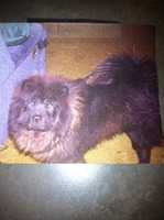 Free download T-Rex the Chow free photo or picture to be edited with GIMP online image editor