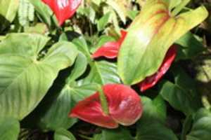 Descarga gratuita Trip to Marie Selby Botanical Gardens, Sarasota, FL, 6 de diciembre de 2017 foto o imagen gratis para editar con el editor de imágenes en línea GIMP