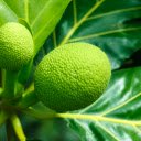 Tropical Delight: Spiky Breadfruit, Lush Green Foliage  screen for extension Chrome web store in OffiDocs Chromium