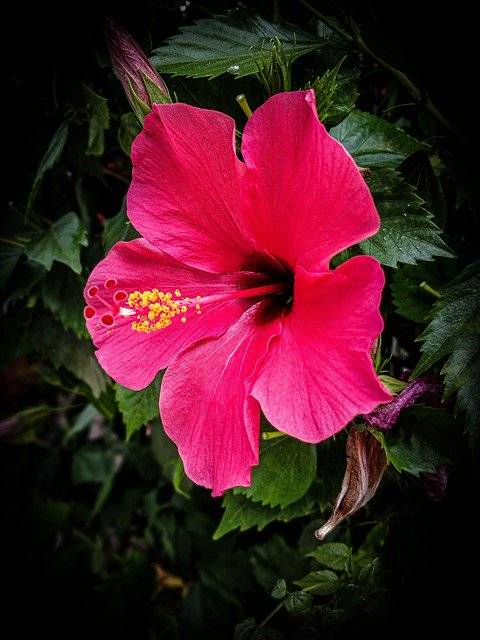 मुफ्त डाउनलोड उष्णकटिबंधीय फूल गुलाबी - जीआईएमपी ऑनलाइन छवि संपादक के साथ संपादित करने के लिए मुफ्त फोटो या तस्वीर