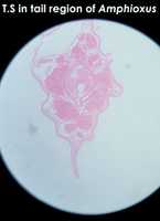 Free download T. S In Tail Region Of Amphioxus free photo or picture to be edited with GIMP online image editor