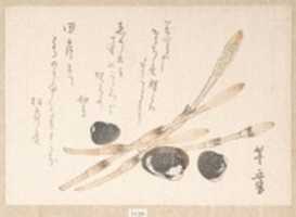 Free download Tsukushi Plant and Shijimi Shells free photo or picture to be edited with GIMP online image editor