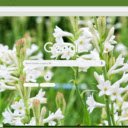 Tuberose  screen for extension Chrome web store in OffiDocs Chromium