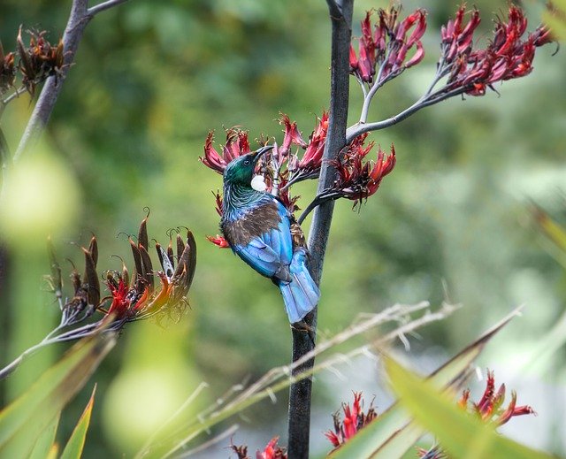 Free download tui bird nz flax native flower free picture to be edited with GIMP free online image editor
