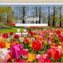 Free download Tulip -  free photo or picture to be edited with GIMP online image editor