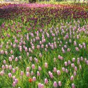 Tulip fields  screen for extension Chrome web store in OffiDocs Chromium