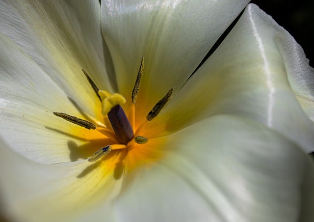 Unduh gratis gambar tanaman bunga tulip putik gratis untuk diedit dengan editor gambar online gratis GIMP
