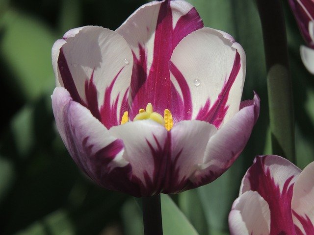 Free graphic tulip flower purple flower to be edited by GIMP free image editor by OffiDocs