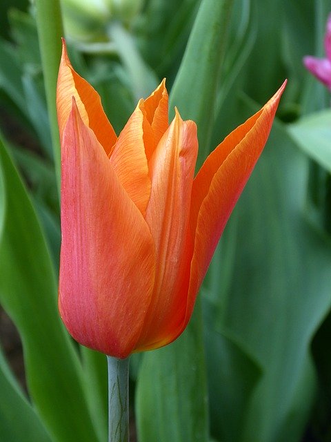 Descarga gratuita Tulip Flower Spring: foto o imagen gratuita para editar con el editor de imágenes en línea GIMP