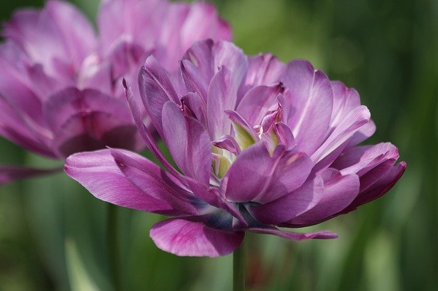Free download tulip flower spring season nature free picture to be edited with GIMP free online image editor