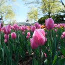 Tulip Garden  screen for extension Chrome web store in OffiDocs Chromium