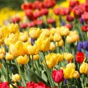 Tulip Garden  screen for extension Chrome web store in OffiDocs Chromium