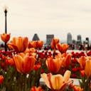 Tulip Garden  screen for extension Chrome web store in OffiDocs Chromium