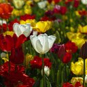 Tulip paradise  screen for extension Chrome web store in OffiDocs Chromium