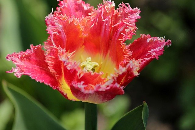 Gratis download tulp roze tulp bloem lente gratis foto om te bewerken met GIMP gratis online afbeeldingseditor