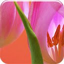 Tulips  screen for extension Chrome web store in OffiDocs Chromium