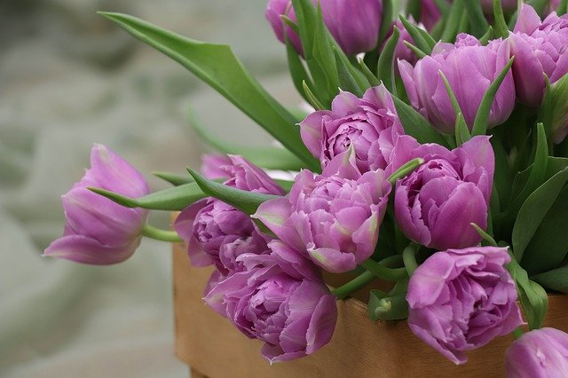 Free download tulips a bouquet of tulips tulip free picture to be edited with GIMP free online image editor