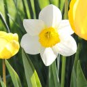 Tulips and Daffodils  screen for extension Chrome web store in OffiDocs Chromium