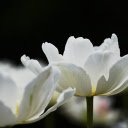 tulips in full bloom  screen for extension Chrome web store in OffiDocs Chromium