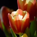 Tulips in the sun  screen for extension Chrome web store in OffiDocs Chromium