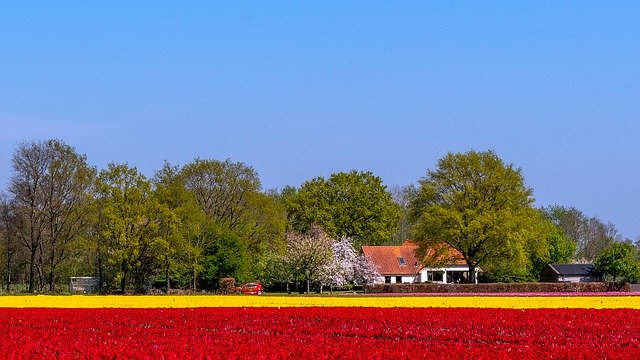 Kostenloser Download Tulpen Niederlande Holland Tulpe kostenloses Bild, das mit dem kostenlosen Online-Bildeditor GIMP bearbeitet werden kann