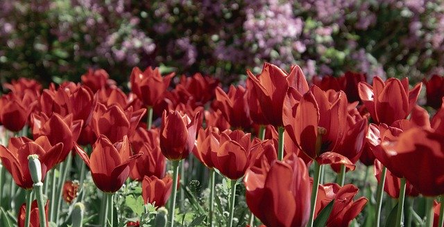 Free download tulips spring red tulips free picture to be edited with GIMP free online image editor
