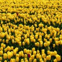 TULIP THEME  screen for extension Chrome web store in OffiDocs Chromium