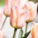 TULIP THEME  screen for extension Chrome web store in OffiDocs Chromium