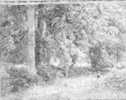 Free download Tulip Trees free photo or picture to be edited with GIMP online image editor