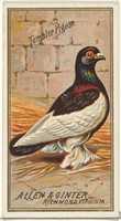 Free download Tumbler Pigeon, from the Birds of America series (N4) for Allen & Ginter Cigarettes Brands free photo or picture to be edited with GIMP online image editor