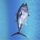 tuna fish wallpaper  screen for extension Chrome web store in OffiDocs Chromium