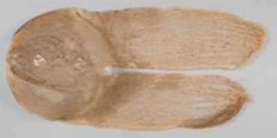 Free download Turban from the Head of a Mummy of a Child free photo or picture to be edited with GIMP online image editor