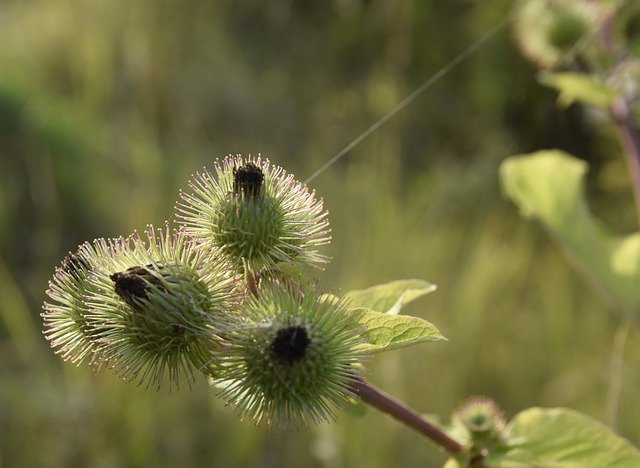 Free download turnips plant spider s web nature free picture to be edited with GIMP free online image editor