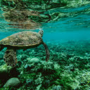 Free download Turtle -  free illustration to be edited with GIMP free online image editor