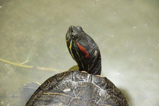 Free download turtle head being portrait look free picture to be edited with GIMP free online image editor