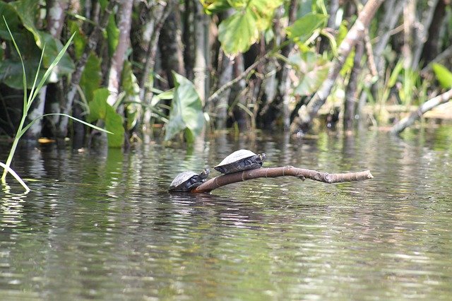 Download gratuito di Turtles Amazon River: foto o immagine gratuita da modificare con l'editor di immagini online GIMP