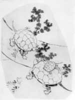 Free download Turtles free photo or picture to be edited with GIMP online image editor