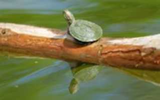 Free download Turtles, Tortoises, Terrapins free photo or picture to be edited with GIMP online image editor