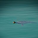 Turtle swimming in the lake  screen for extension Chrome web store in OffiDocs Chromium