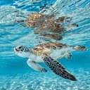 Turtle swimming in the sea wallpaper  screen for extension Chrome web store in OffiDocs Chromium