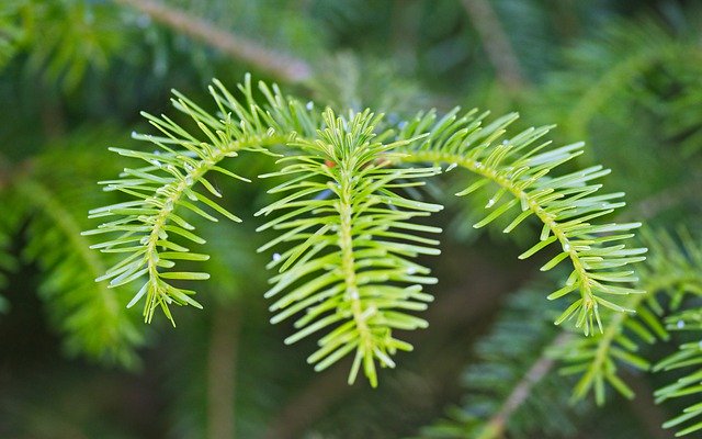 دانلود رایگان عکس شاخه سبز درخت کوچک صنوبر کوچک برای ویرایش با ویرایشگر تصویر آنلاین رایگان GIMP