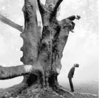 הורדה חינם Twins In Tree Rodney Smith תמונה או תמונה בחינם לעריכה עם עורך התמונות המקוון GIMP