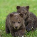 Two adorable cubs  screen for extension Chrome web store in OffiDocs Chromium