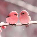 Two Baby Birds  screen for extension Chrome web store in OffiDocs Chromium