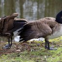 Two beautiful geese  screen for extension Chrome web store in OffiDocs Chromium