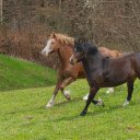 Two Beautiful Horses  screen for extension Chrome web store in OffiDocs Chromium