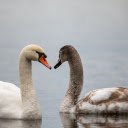 Two beautiful swans  screen for extension Chrome web store in OffiDocs Chromium