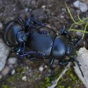 Two big black beetles  screen for extension Chrome web store in OffiDocs Chromium