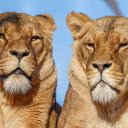 Two big lions  screen for extension Chrome web store in OffiDocs Chromium